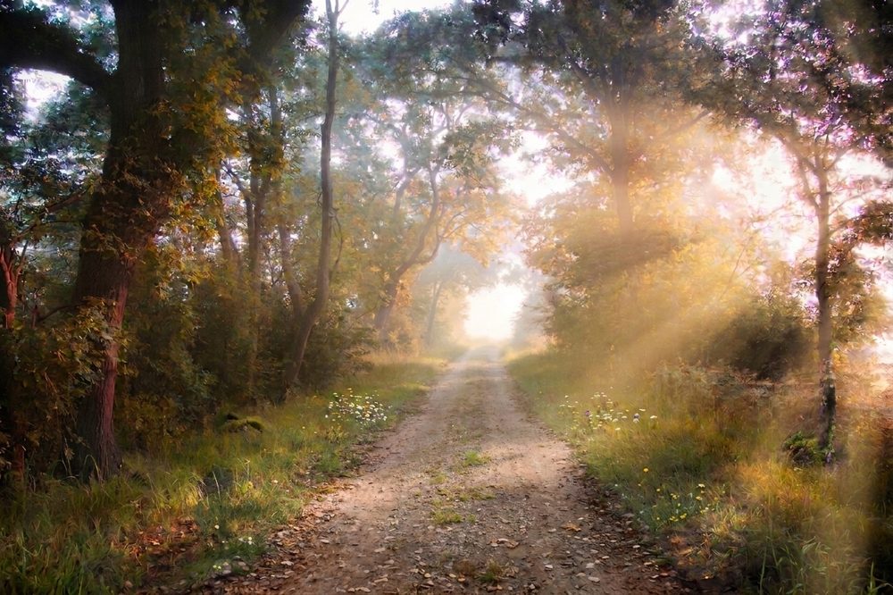 Chemin forestier traversé par la lumière du matin dans la brume